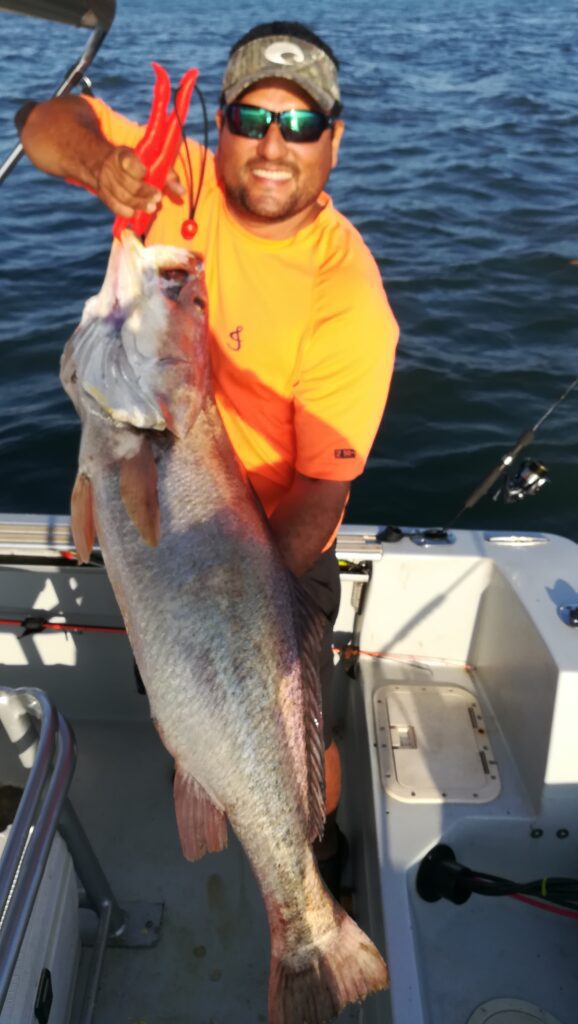30 Pounds of Yellow Seabass at Gulf of Montijo